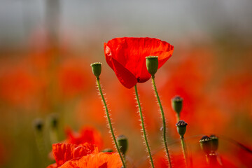 Obraz premium A close up of a vivid red poppy blooming in the summer sunshine, with a shallow depth of field