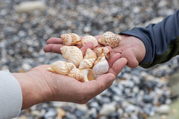 Two unrecognisable people holding whelk shells in their hands at the beach
