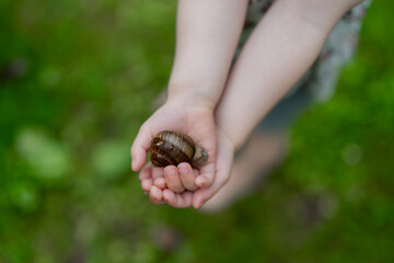 Small child arms holding large brown snail in nature forest