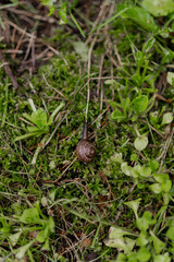 snail on a leaf IN green flora of a forest