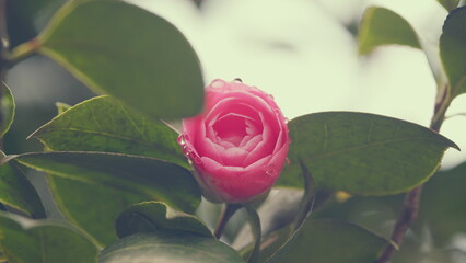 Camellia Japonica Evergreen Dark Pink Double Flowers. Blossom Of Camelia Japonica.