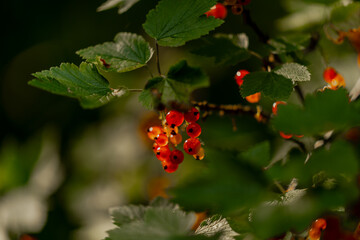 Red currant berries in evening sunlight almost ripe and ready for picking loaded with vitamin c and healthy juices