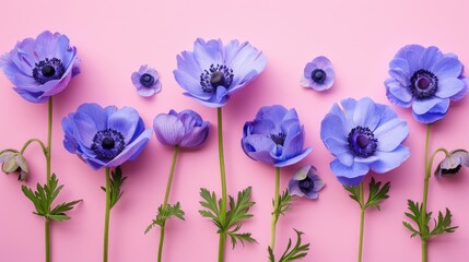 Spring abstract flowers flat lay with Anemone sylvestris on soft pink background