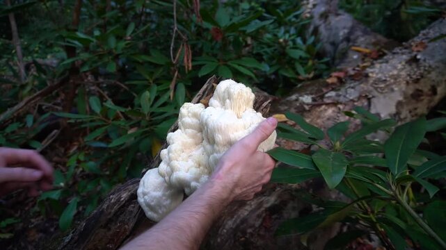 Foraging Lion's Mane Mushroom in the Appalachian Mountains. 