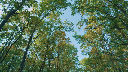Fototapeta premium Oaks In An Autumn Grove. Autumn Trees With Yellow Leaves On Blue Sky Background In Forest Or Park.