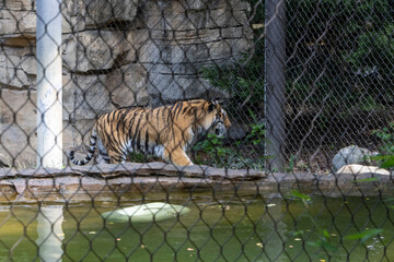 tiger in the cage