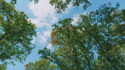 Season Of Beautiful Autumn Leaves. Bright Colorful Autumn Leaves In Sunlight And Blue Sky. Autumn Golden Tree Leaves.