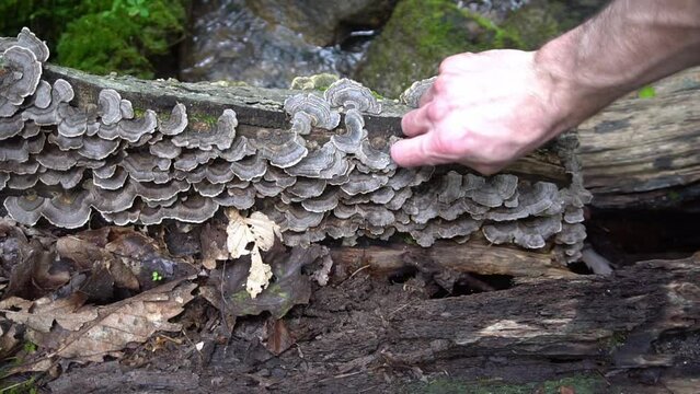 Foraging Turkey Tail Mushrooms in the forest. 