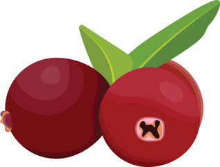 Cranberry Fruits Illustration