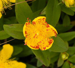 yellow and red flower 