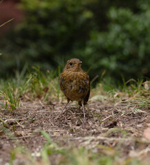 robin on the grass