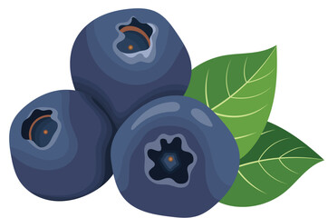 Blueberry Fruits with Leaves Illustration