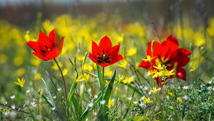 Beautiful natural spring landscape of a flower meadow on a clear sunny day. Lots of flowers and green grass. Blurred background with space for text. Close up