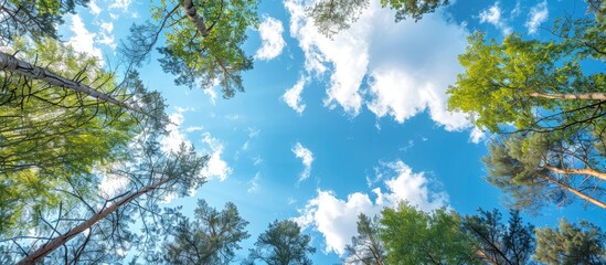 Fototapeta premium Clear blue sky with white clouds and tall trees in the background. Opportunity for text placement