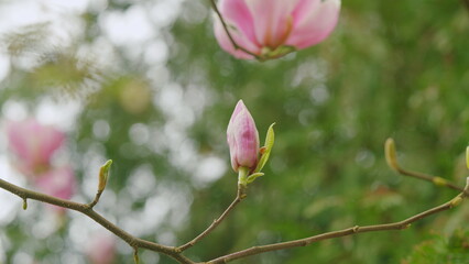 Blooming Pink Magnolia In The Blue Sky. Magnolias In Bloom On A Bright Spring Day. Close up.