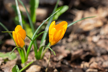 Fototapeta premium Crocus chrysanthus, Iridaceae. Wild plant shot in spring.