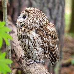 Tawny owl in the deep forest (Strix aluco)