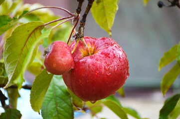 ripe, red apple on a tree branch in the garden. fruit growing. drops of water after rain flow down the skin of the fruit. proper nutrition and vitamins