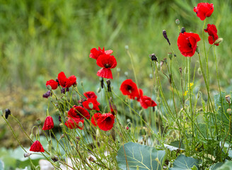 Fototapeta premium Landscape scene with a field of red poppies in full bloom with their delicate petals open. The poppy flowers appear to be at various stages of bloom, with some fully open and others still in bud form.
