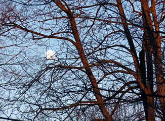 The full moon seen through the winter trees.