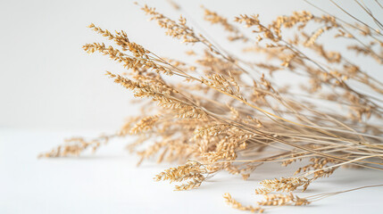 A bunch of dried grass on a white surface with space for text. Boho background