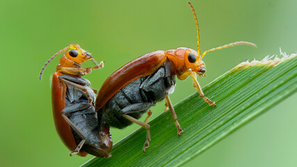 bug on green leaf