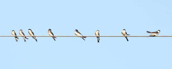 House martin on wire, Delichon urbicum, birds of Montenegro