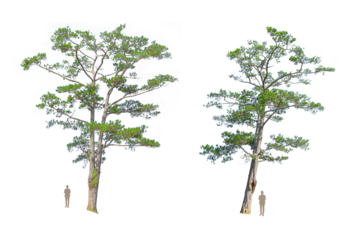 Virginia pine tree with lush green leaves against on transparent background used for collage, front view