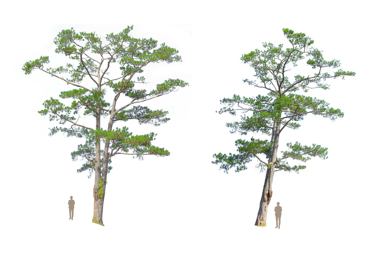 Virginia pine tree with lush green leaves against on transparent background used for collage, front view