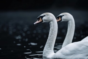 Obraz premium Captivate attention with the timeless elegance of cyber swans, evoking a sense of tranquility and artistry with copy space