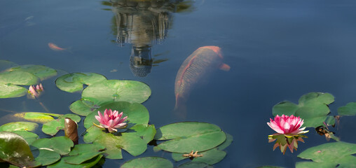 A Single Koi Fish Swims Beneath Water Lilies and a Reflected Structure in a Peaceful Pond
