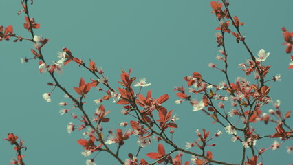 Flowering Cherry Plum. Cherry Blossoms In Spring. Japanese Cherry Blossom. Bright Colorful Spring Flowers.