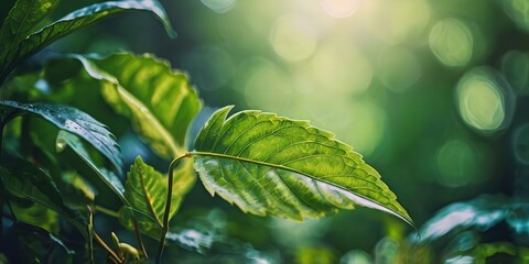 Spring blur green leaf 