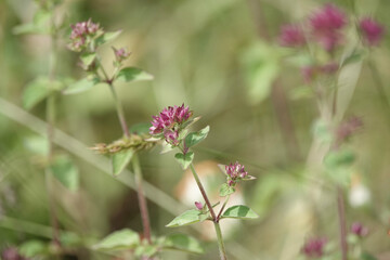 Flowers of Wild Marjoram plant (Origanum vulgare)