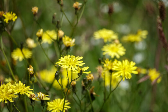 Closeup of Hawksbeard flowers (Crepis)