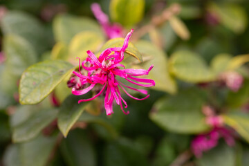 Botanical collection, pink flowers of Loropetalum chinense close up