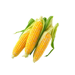 Fresh Yellow Corn on Transparent Background 