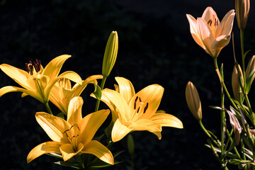Obraz premium Yellow Lily flower in the garden.