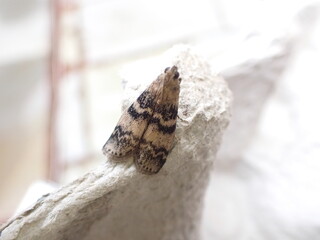 Ash-Bark Knot-horn Moth (Euzophera pinguis)