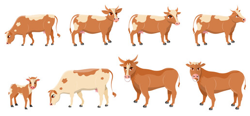 Domestic farm animal. Cows, bulls and calf on a white background.