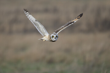 Short eared owl in flight with wings raised in V shape  while hunting