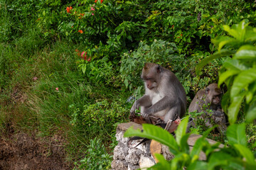 Monkey at Uluwatu Temple, Balinese Hindu sea temple, in Uluwatu, Bali, Indonesia. 