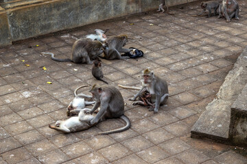 Monkeys at Uluwatu Temple, Balinese Hindu sea temple, in Uluwatu, Bali, Indonesia. 