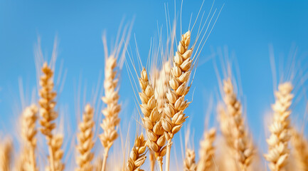 A Field of Golden Wheat Against a Clear Blue Sky