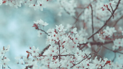 Purple Leaf Tree With Light Flowers. Purple Leaf Plum Blossoms Blooming. Flowering Branch Of Plum Tree.