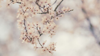 Obraz premium Dreamlike Romantic Background Of Spring. Petals Of Plum Blossom On Branch Open In Early Spring.