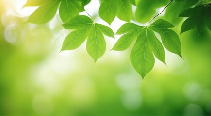 Obraz premium Sun shining through fresh green leaves on a branch