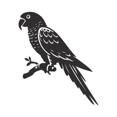 Black and white bird, vector illustration.