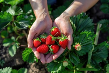 Hands holding freshly harvested strawberries. Close-up of ripe strawberries in a farmer's hands amidst green leaves. Concept of organic farming and fresh produce.