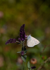 blue tiny butterfly on dry grass, Polyommatus aedon